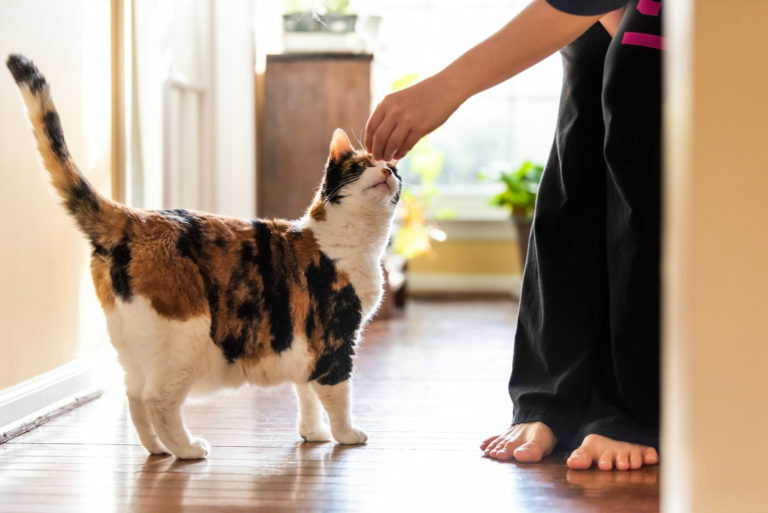 Gato 7 entrenamiento para gatos que no toleran a los cachorros