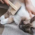 entrenamiento para gatos que no toleran el cepillado