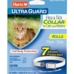 entrenamiento para gatos que no toleran los collares antipulgas 1