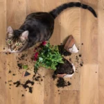 entrenamiento para gatos que suelen entrar en areas restringidas sin permiso 1