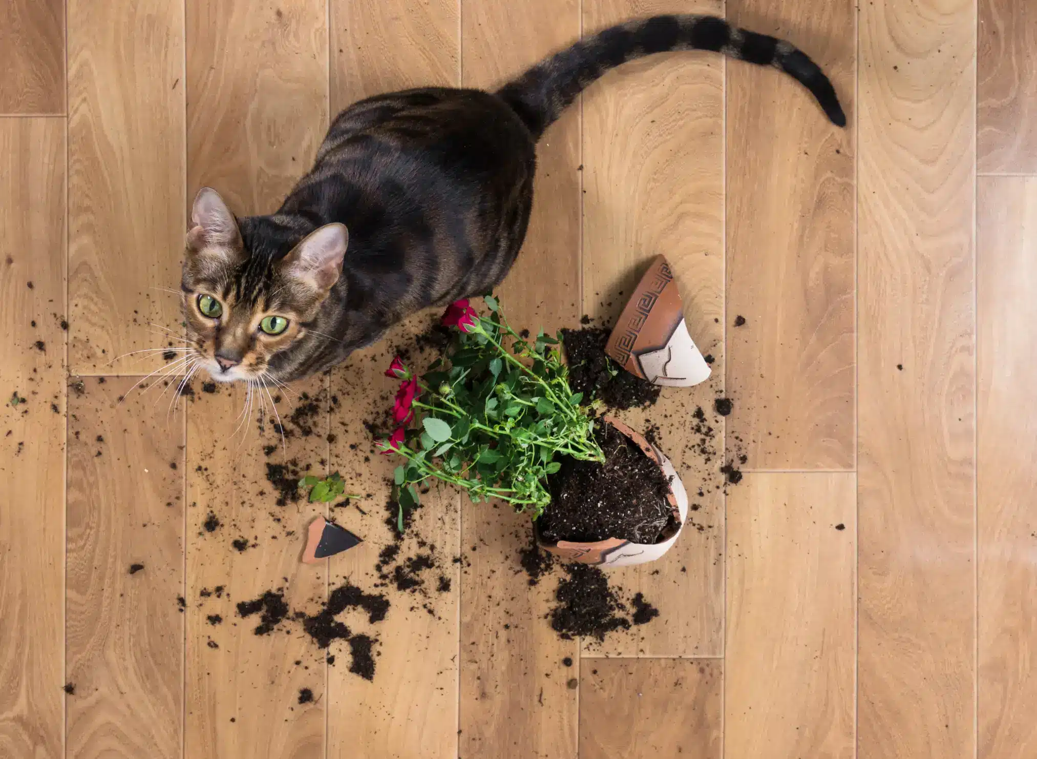 entrenamiento para gatos que suelen entrar en areas restringidas sin permiso 1