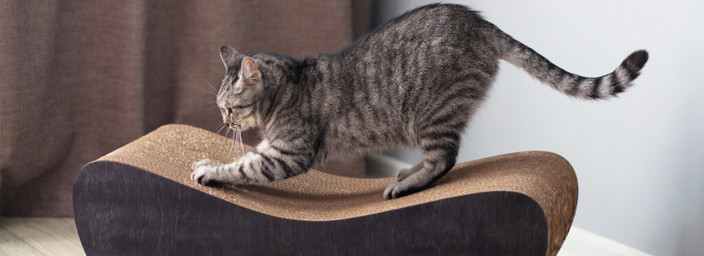 entrenamiento para gatos que suelen esconderse en armarios 1