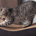entrenamiento para gatos que suelen esconderse en armarios 1
