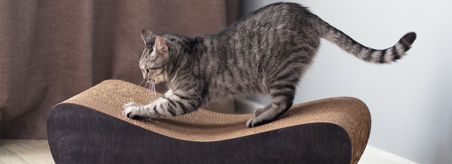 Gato 5 entrenamiento para gatos que suelen esconderse en armarios 1
