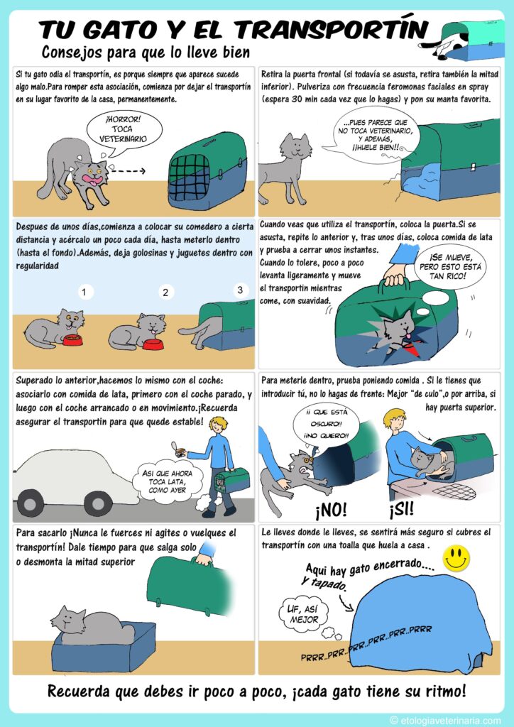 entrenamiento para gatos que temen al transportin consejos practicos