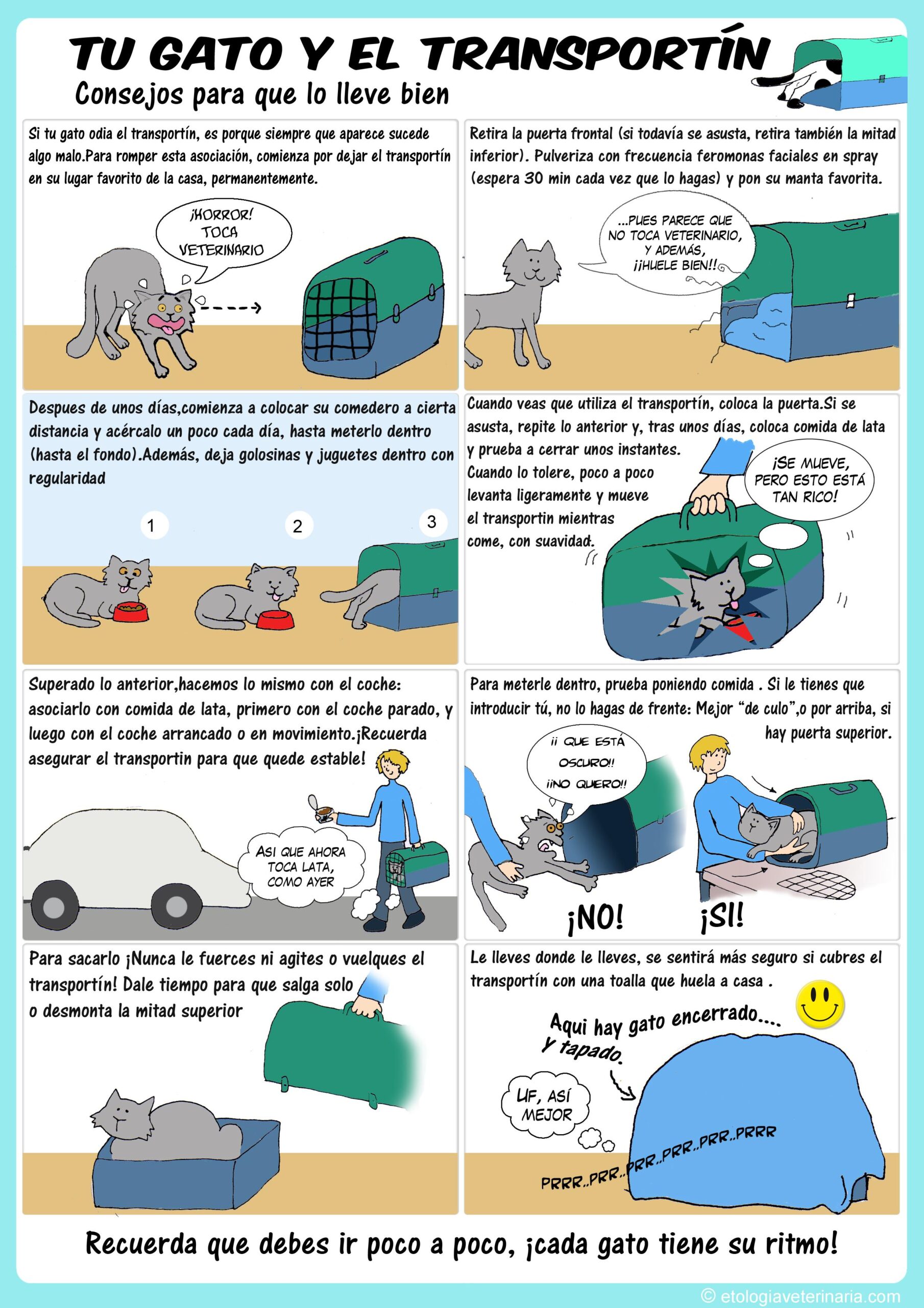 Gato 6 entrenamiento para gatos que temen al transportin consejos practicos scaled