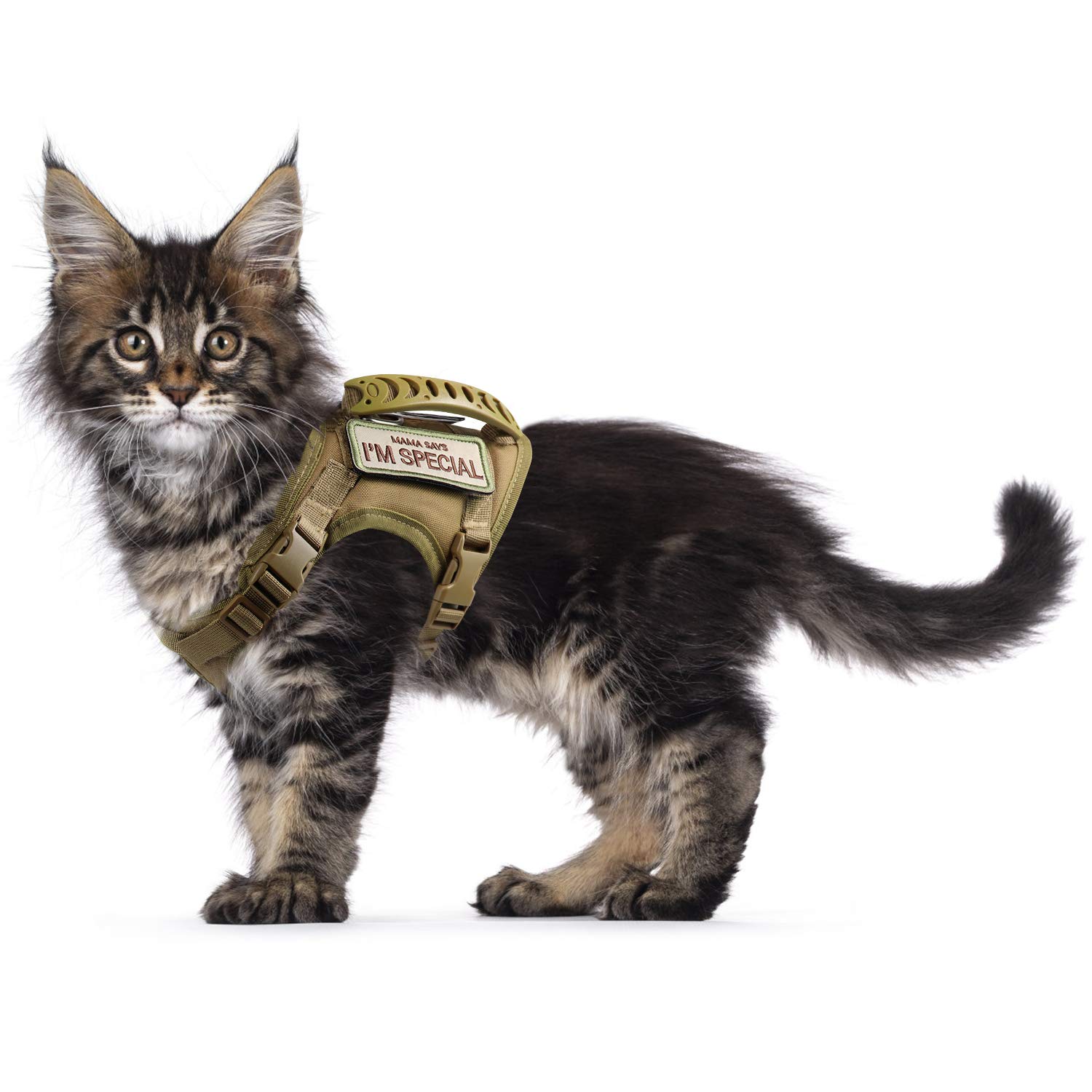 Gato 3 entrenamiento para gatos que tienden a escaparse