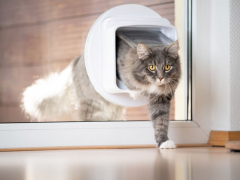 entrenamiento para gatos que tienen horarios nocturnos desajustados 1