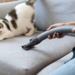 entrenamiento para gatos que tienen miedo a las aspiradoras