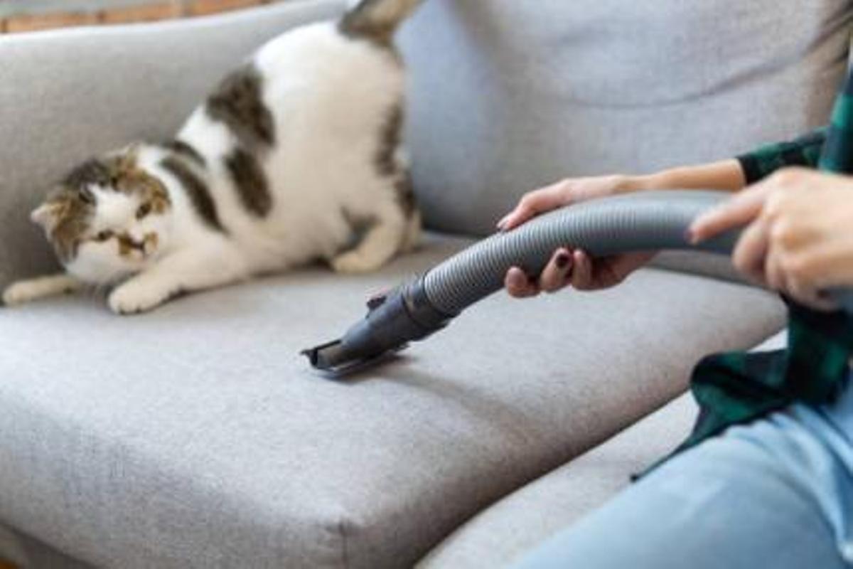 entrenamiento para gatos que tienen miedo a las aspiradoras