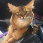 entrenamiento para gatos que tienen miedo a las visitas veterinarias frecuentes 1