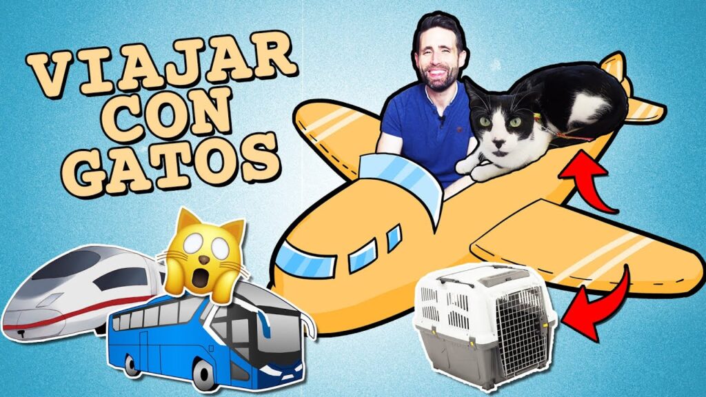 entrenamiento para gatos que tienen problemas al viajar en autobuses 2