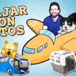 entrenamiento para gatos que tienen problemas al viajar en autobuses 3