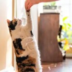 entrenamiento para lograr que tu gato responda a nuevos comandos