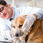 entrenamiento para reducir el estres durante las visitas al veterinario