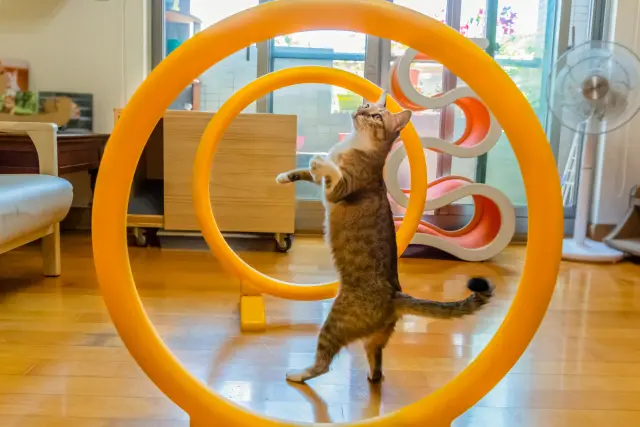 entrenamiento positivo para ensenar a tu gato a saltar por aros