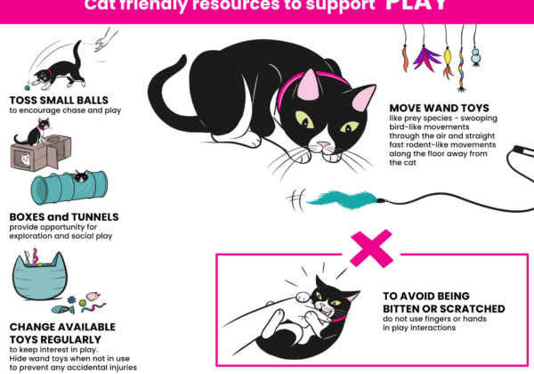 entrenamiento positivo para gatos como crear habitos saludables 1