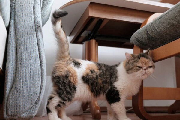 entrenamiento positivo para reducir el marcaje territorial en gatos