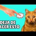 errores comunes al socializar a tu gato y como evitarlos