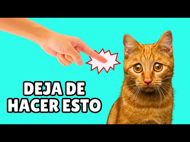 errores comunes al socializar a tu gato y como evitarlos