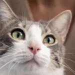 errores comunes en el entrenamiento positivo de gatos y como evitarlos 1