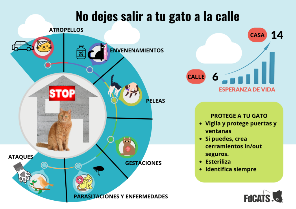 errores comunes que pueden aislar a tu gato del entorno familiar