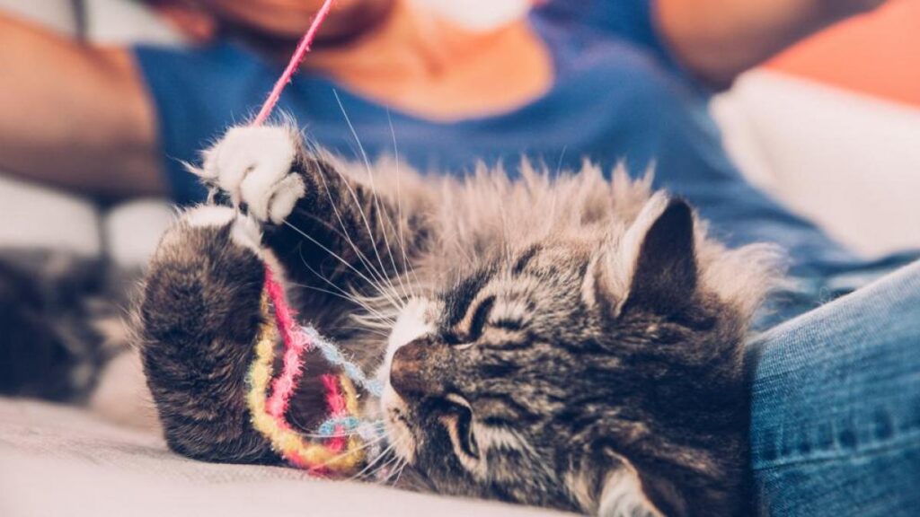 errores que pueden danar la relacion de tu gato con otros