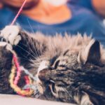 errores que pueden danar la relacion de tu gato con otros