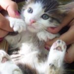 es el entrenamiento positivo igual de efectivo para gatos salvajes