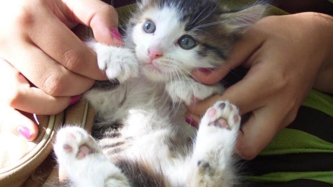 es el entrenamiento positivo igual de efectivo para gatos salvajes