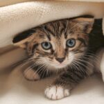 es posible cambiar el comportamiento asocial de tu gato