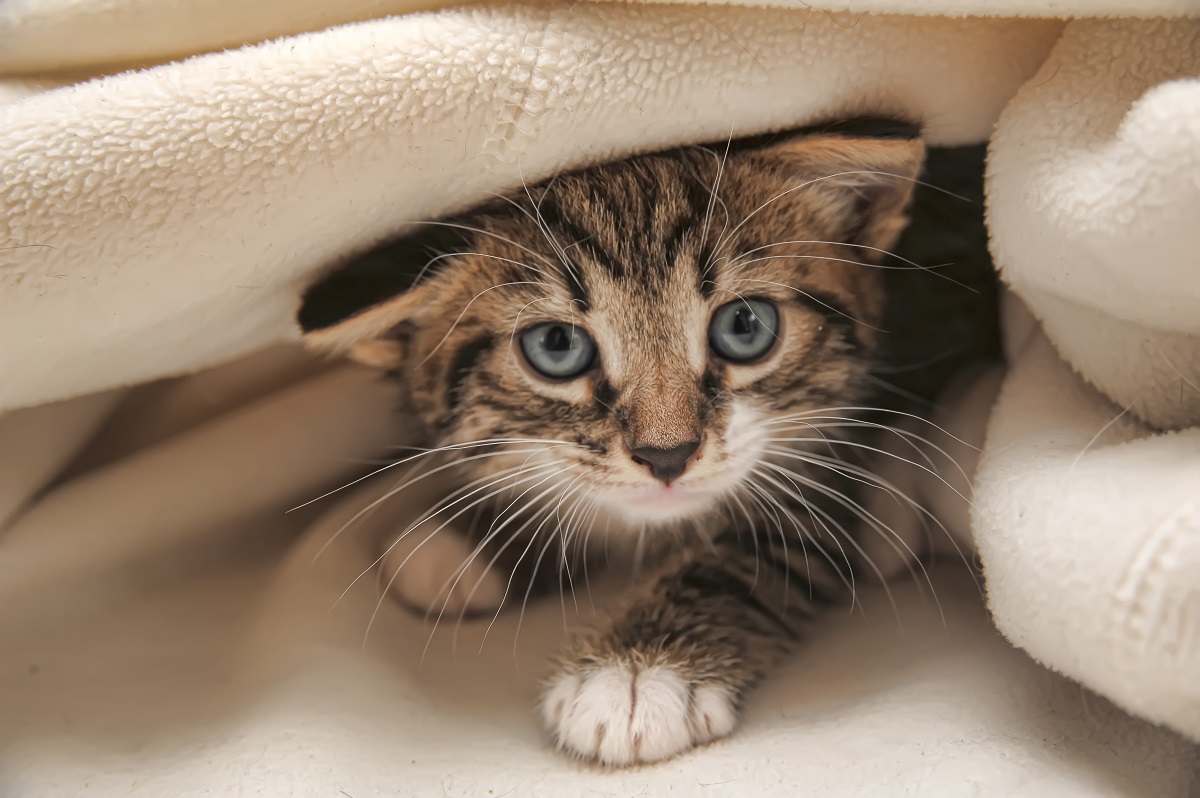 es posible cambiar el comportamiento asocial de tu gato