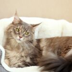 es posible entrenar a un gato a no subir a la cama aprende como
