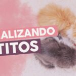 ¿Es Posible Socializar a un Gato Salvaje? Aprende Cómo 6 es posible socializar a un gato salvaje aprende como