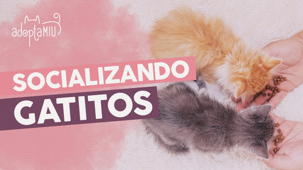 es posible socializar a un gato salvaje aprende como