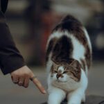 estrategias avanzadas de entrenamiento positivo para gatos