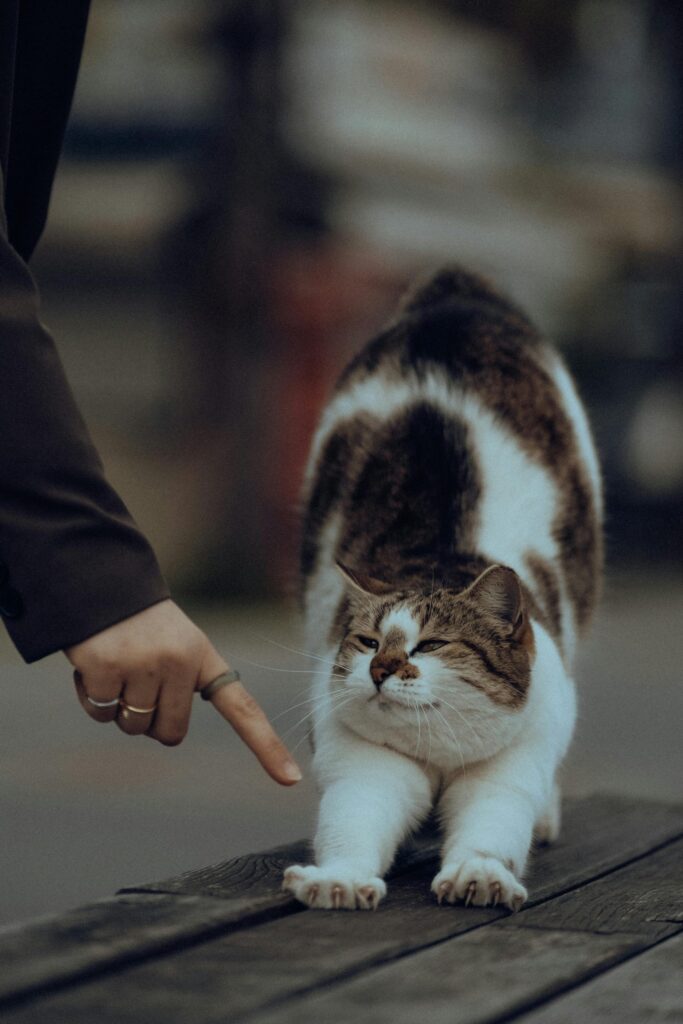 estrategias avanzadas de entrenamiento positivo para gatos