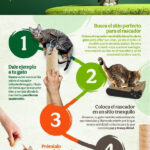 estrategias para mantener la atencion de tu gato durante el entrenamiento 1