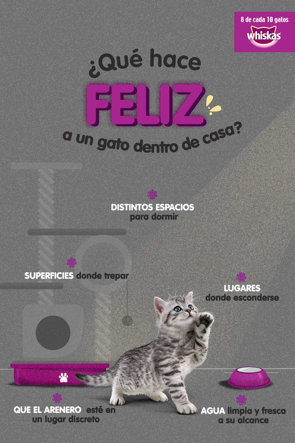 gatos