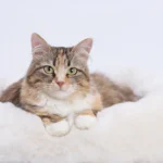 guia para entrenar a gatos con problemas de vista o audicion
