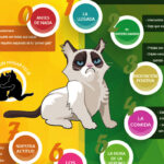 guia para introducir a tu gato a nuevas mascotas sin estres
