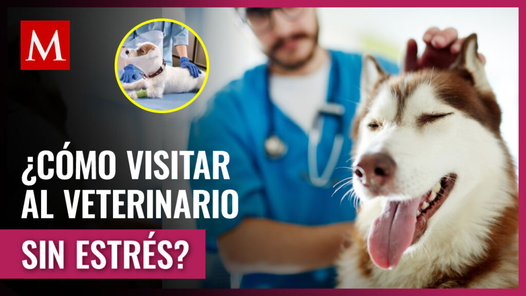 guia para reducir el estres durante visitas al veterinario