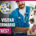 guia para reducir el estres durante visitas al veterinario