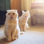 guia para socializar a gatos adoptados y ayudarlos a sentirse en casa