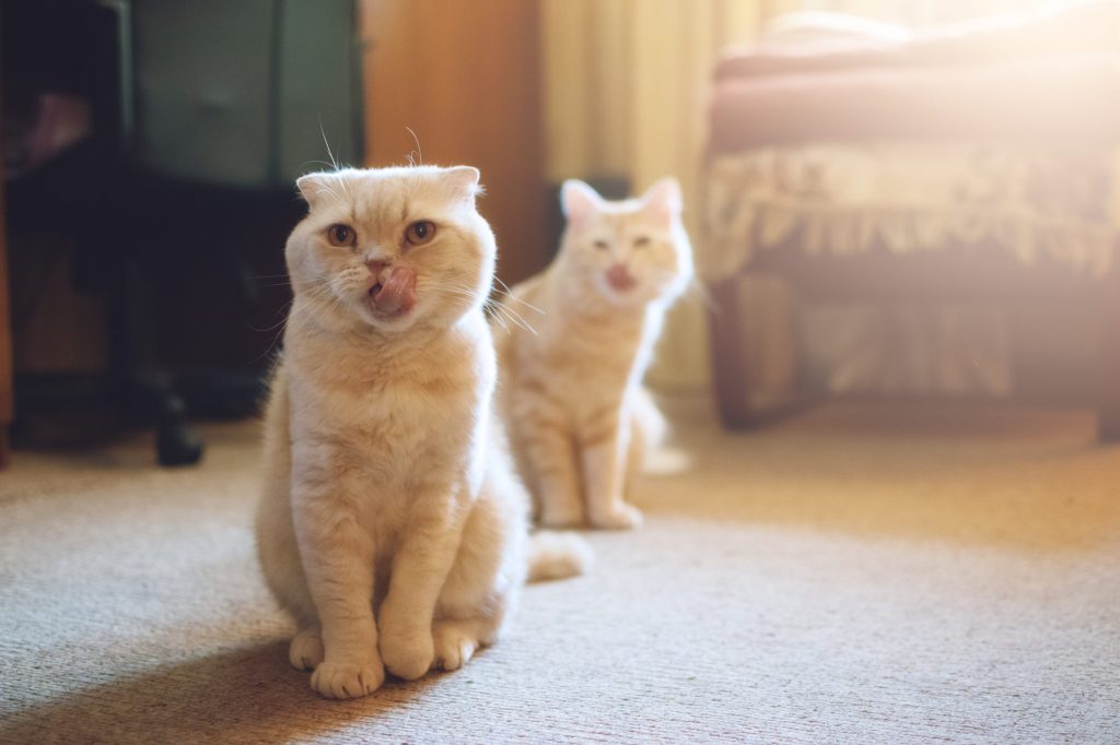 guia para socializar a gatos adoptados y ayudarlos a sentirse en casa