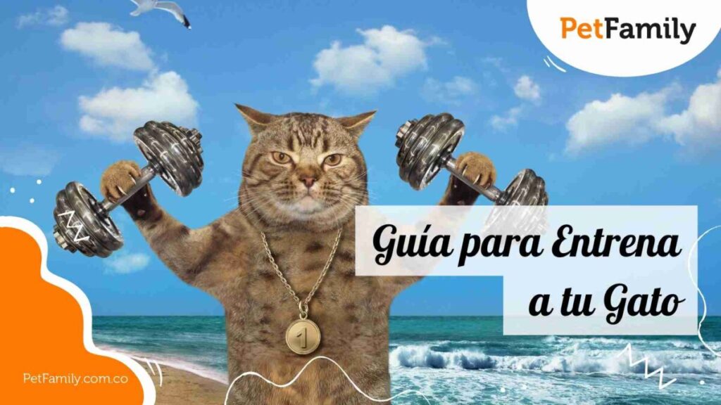 Guía Rápida para Entrenar a Tu Gato con Paciencia y Efectividad 15 guia rapida para entrenar a tu gato con paciencia y efectividad