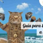 guia rapida para entrenar a tu gato con paciencia y efectividad