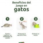 juegos y actividades para mejorar el bienestar de tu gato