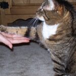 la ciencia detras del entrenamiento positivo en gatos