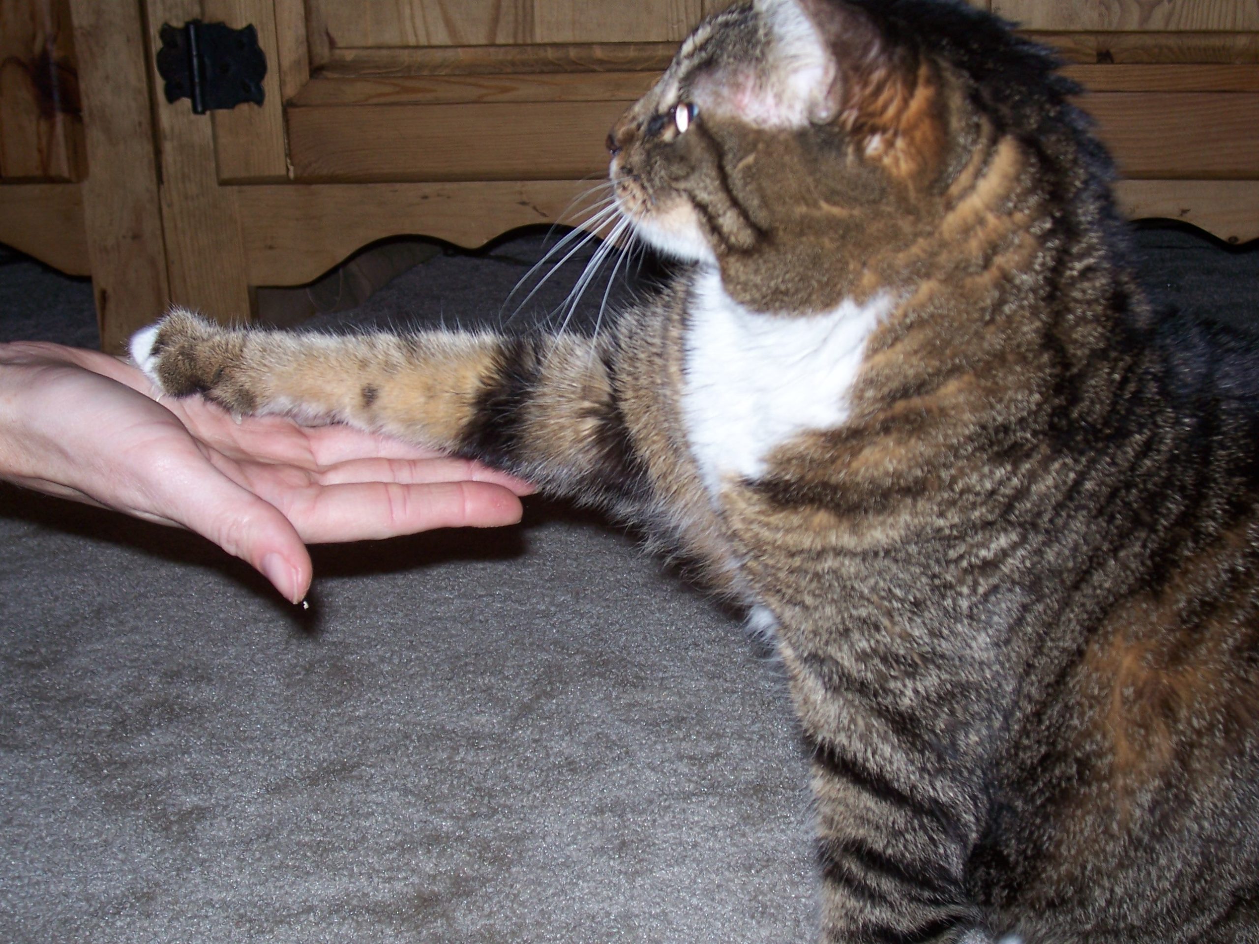 la ciencia detras del entrenamiento positivo en gatos